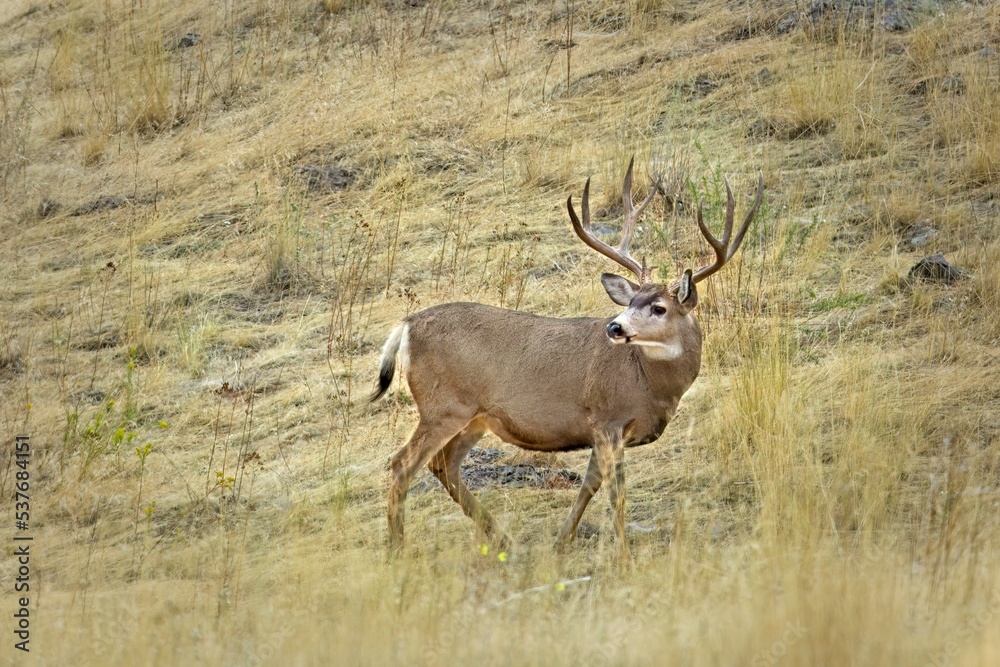 Mule deer in the field in Montana. Mule deer in the field in Montana.