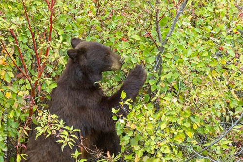Female bear eating berries.