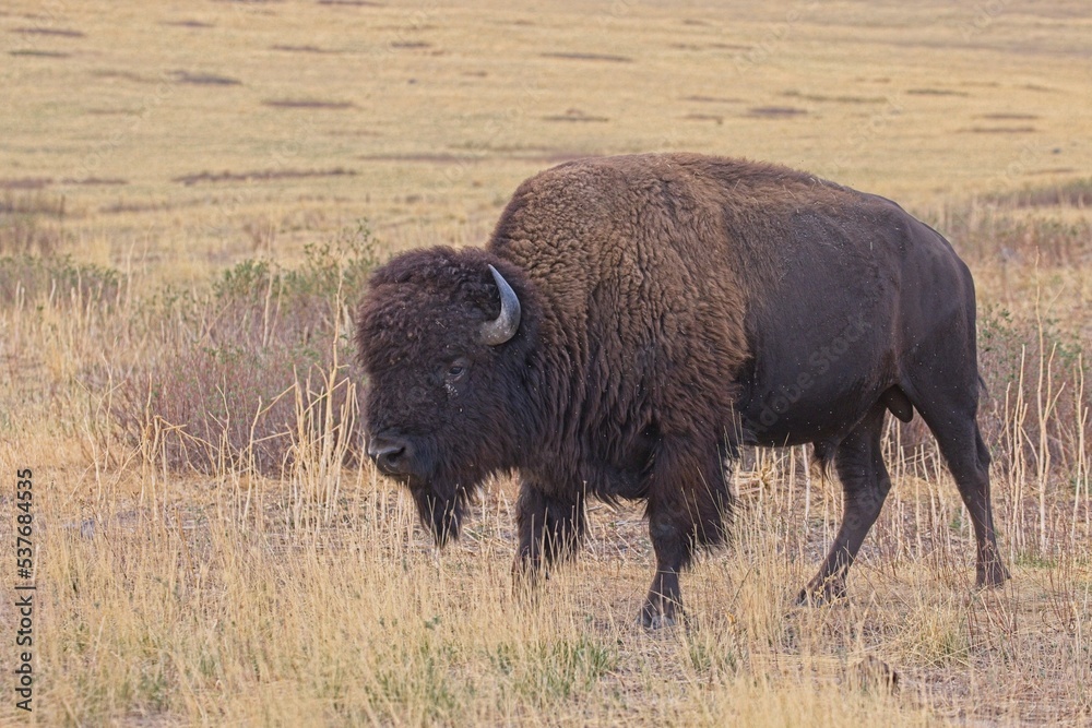 Close up of bison in a field.