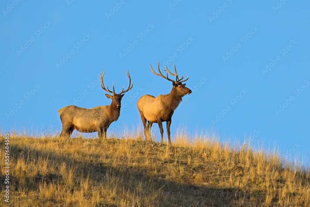 Fototapeta premium Two elk standing on the ridge in Montana.