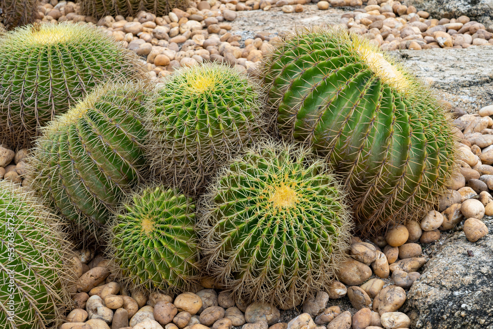 Large round cactus growing on stone pebbles in a city park. Large round cactus growing on stone pebbles in a city park.