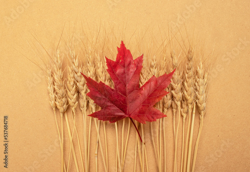 A single red leaf and gold colored Canadian wheat make a symbolic representation of the Canadian national flag.