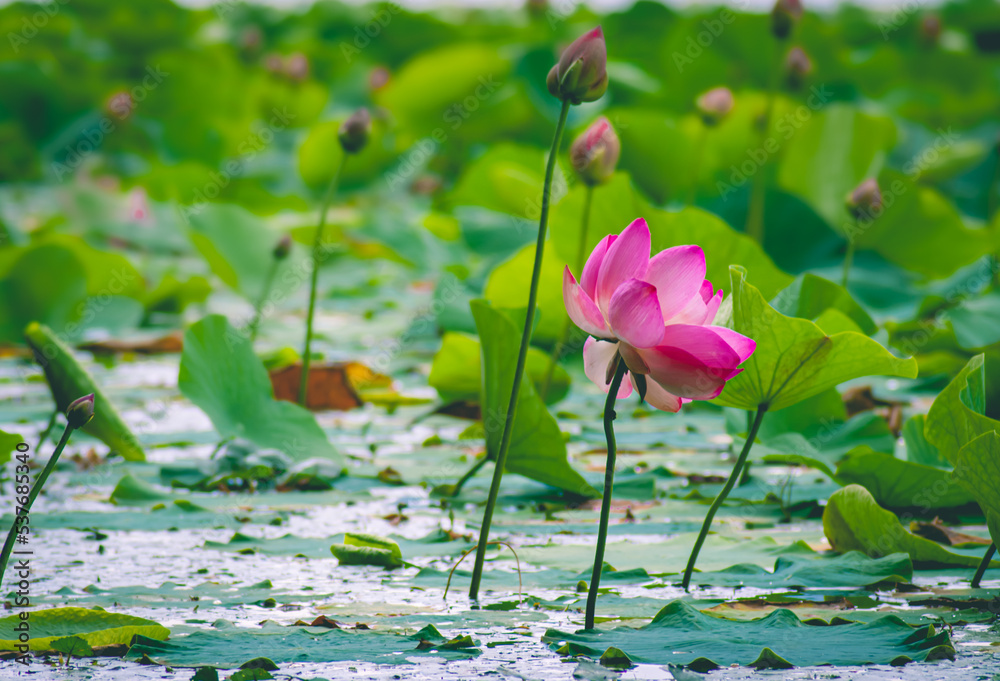 Selective focus. Lotus. Lotus flower. Selective focus. Lotus. Lotus flower.