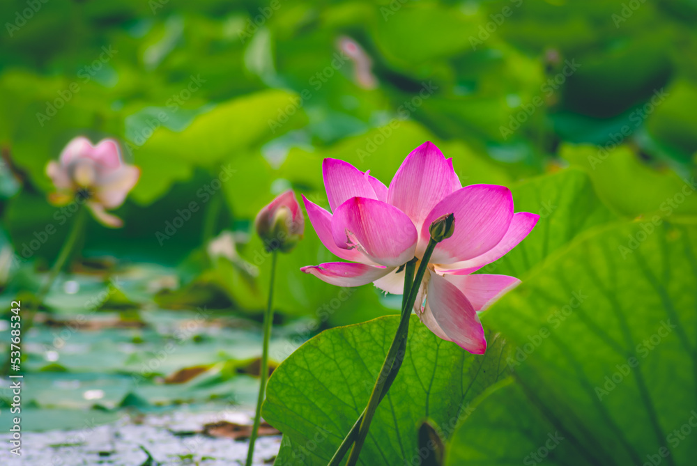 Selective focus. Beautiful lotus flowers. Asia. Selective focus. Beautiful lotus flowers. Asia.