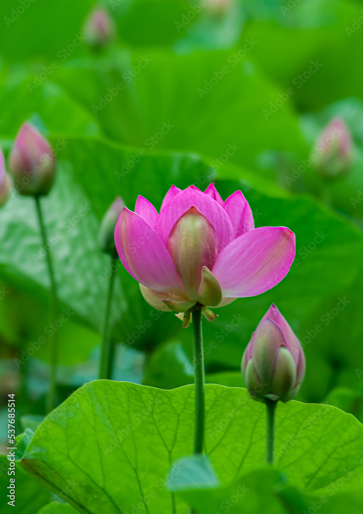 Selective focus. Beautiful lotus flowers. Asia. Selective focus. Beautiful lotus flowers. Asia.