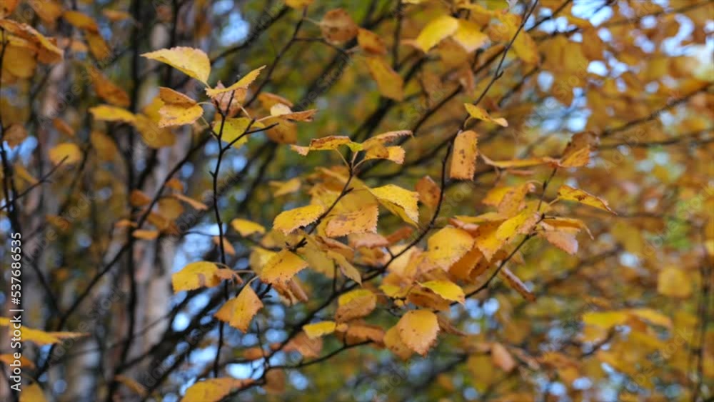Yellow elm tree leaves nature autumn - orbit shallow focus Yellow elm tree leaves nature autumn - orbit shallow focus