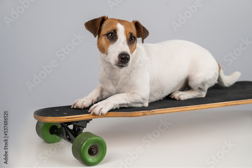 Dog jack russell terrier posing on a longboard in front of a white background.  photo