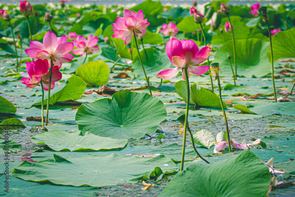 Selective focus. Lotus. Lotus flower. Asia. Selective focus. Lotus. Lotus flower. Asia.