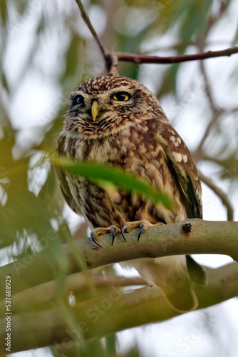  Little Owl // Steinkauz (Athene noctua) photo