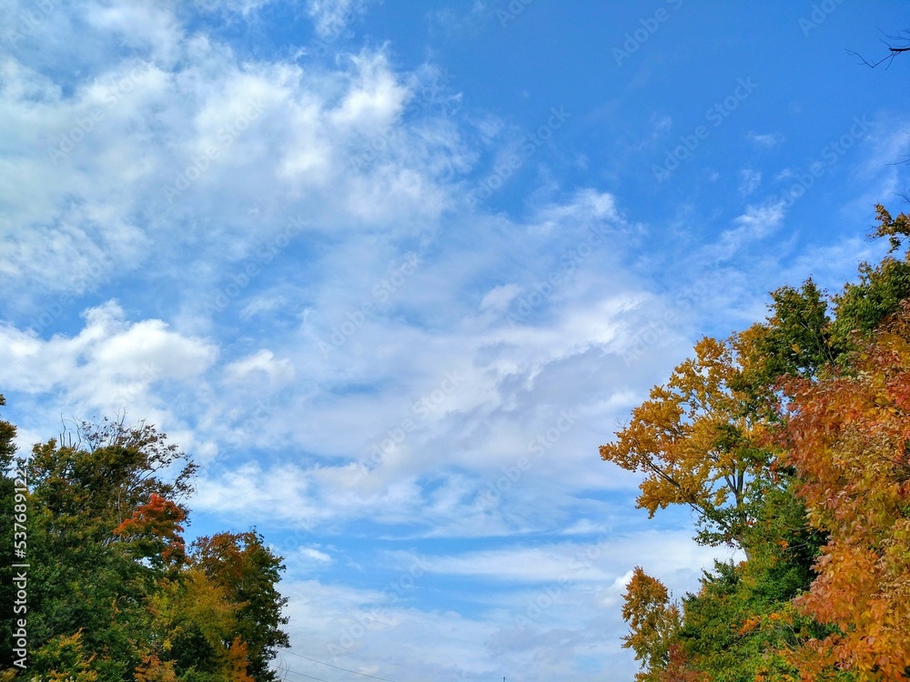 Cloudy Sky Between Autumn Trees