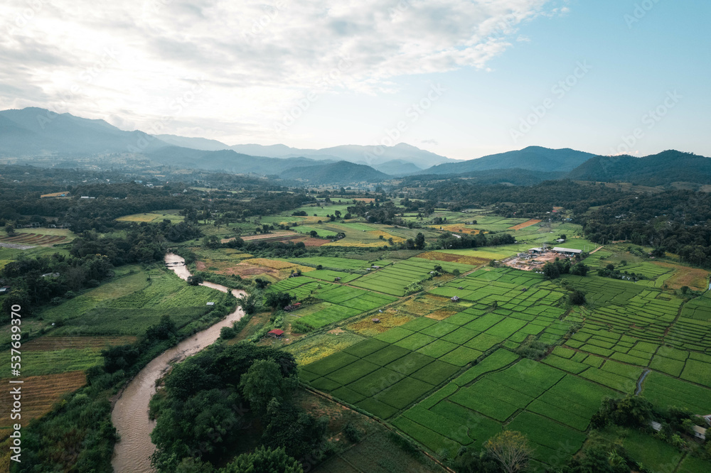 rice and rice fields in the countryside