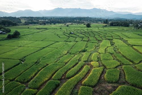 rice and rice fields in the countryside