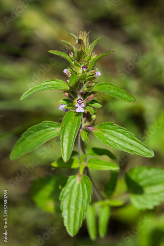 Dracocephalum thymiflorum, of the family Lamiaceae. Central Russia.