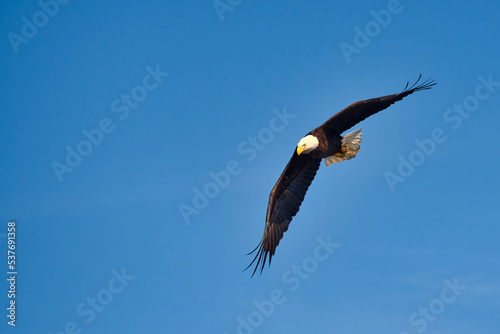 A beautiful bald eagle soaring against a clear blue sky.