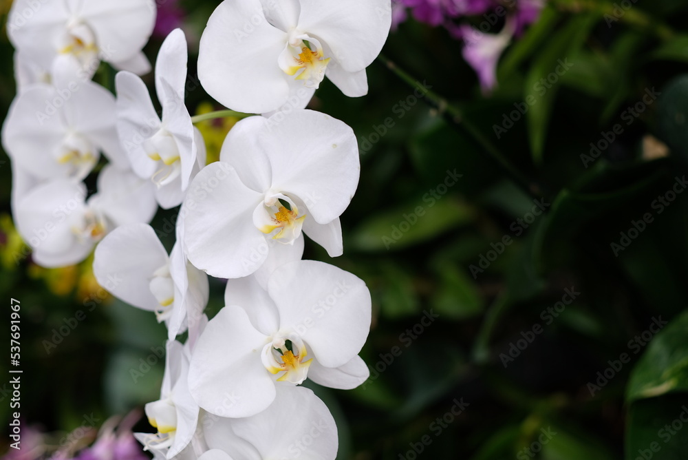 Fototapeta premium orchid flower, beautiful flower nature background