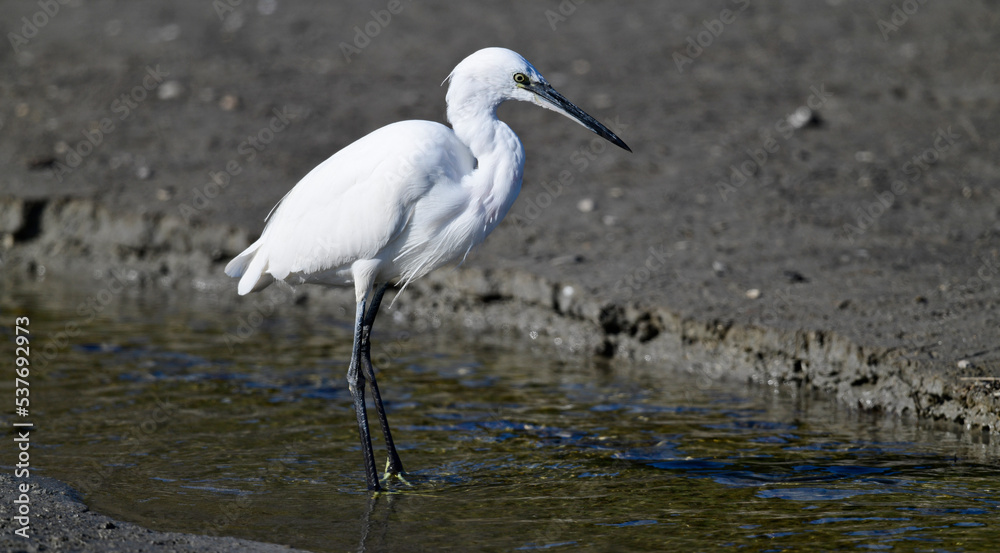 Little egret // Seidenreiher (Egretta garzetta) - Strofilia, Peloponnese, Greece Little egret // Seidenreiher (Egretta garzetta) - Strofilia, Peloponnese, Greece