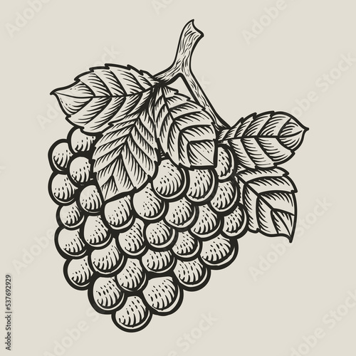 Illustration vintage grape fruit with engraving style