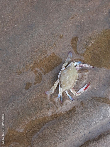 Crabs on the sandy beach. © binimin
