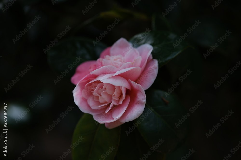 pink rose on black background pink rose on black background