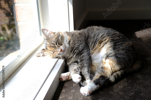 Wallpaper Mural cat sleeping on the window Torontodigital.ca