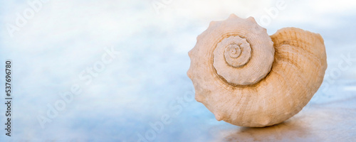 Banner with shell on light blue background. Close-up, copy space.