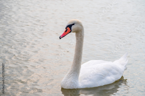 Graceful white Swan swimming in the lake  swans in the wild. Portrait of a white swan swimming on a lake.