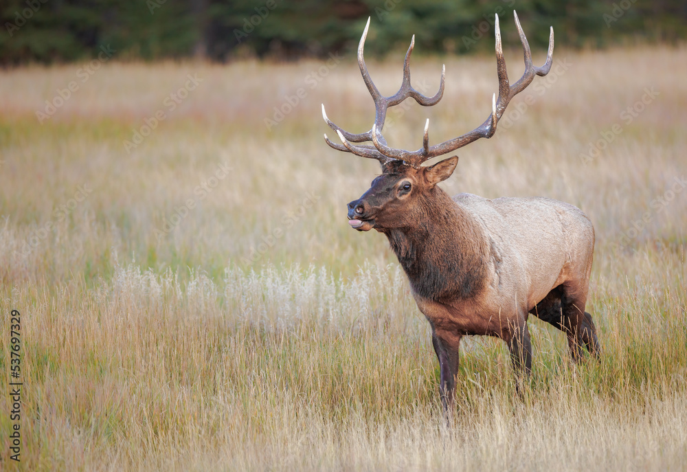 A large bull elk in a meadow on the edge of the forest A large bull elk in a meadow on the edge of the forest