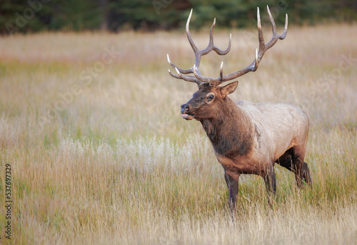 A large bull elk in a meadow on the edge of the forest
