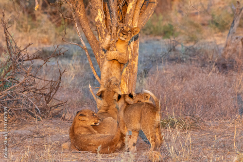 Fotografia, Obraz Subadult African lion cubs play under a tree on the savannah