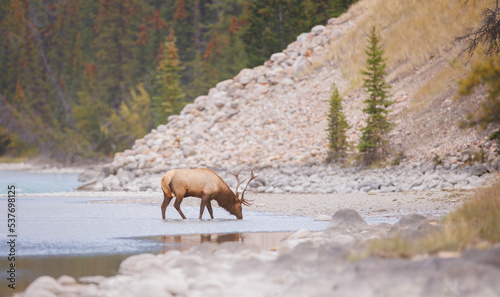 a bull elk drinking from a mountain river
