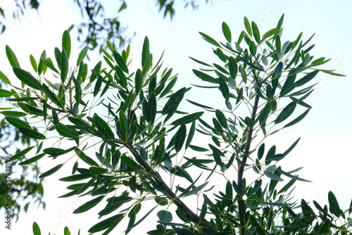 branches of rosemary