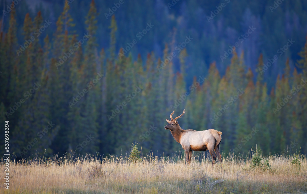 A landscape photo of a bull elk in profile with its head turned in front of a forest
