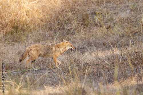Golden jackal rushes across the road to keep clear of the traffic in Bandhavgarh in India
