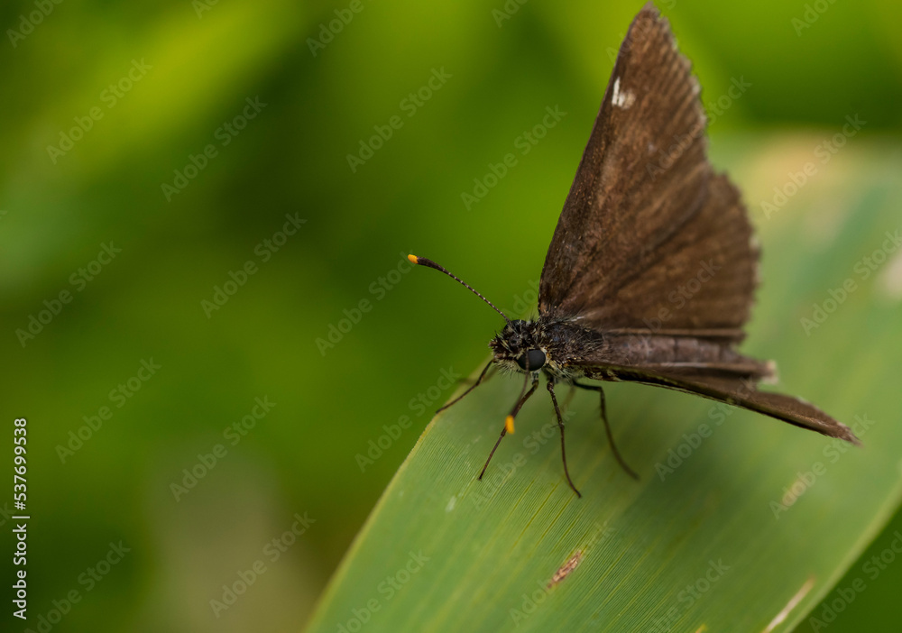 Ein kleiner brauner Schmetterling auf einem Blatt Ein kleiner brauner Schmetterling auf einem Blatt
