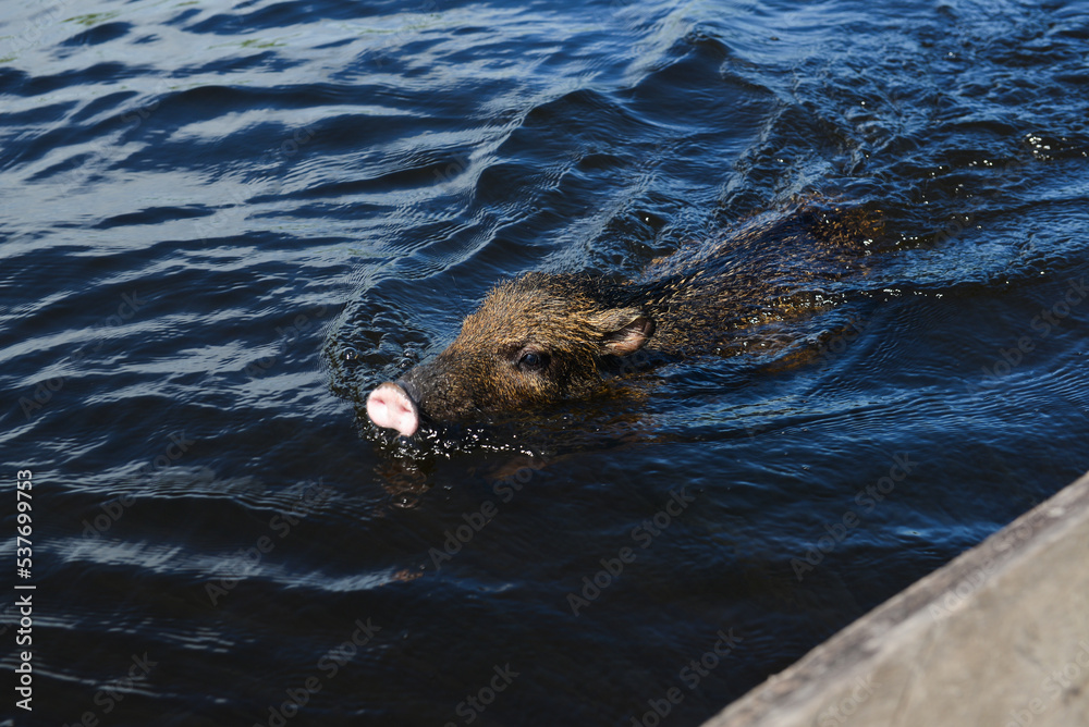 Obraz premium A white-lipped peccary (Tayassu pecari), adopted by an isolated family after orphaned, swimming in the waters of the Guaporé-Itenez river, near the Quilombo of Santo Antonio, Rondonia state, Brazil