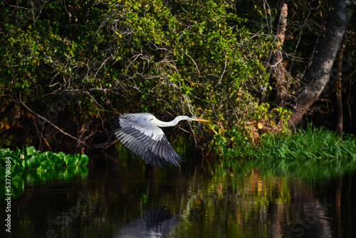 Foto A Cocoi heron (Ardea cocoi) flying over the Guaporé-Itenez river, near the remot