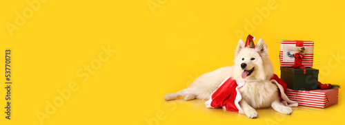 Fototapeta Naklejka Na Ścianę i Meble -  Cute Samoyed dog in Santa costume and with Christmas gifts on yellow background with space for text