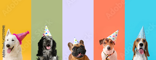 Photography Collage of cute dogs in party hats on color background