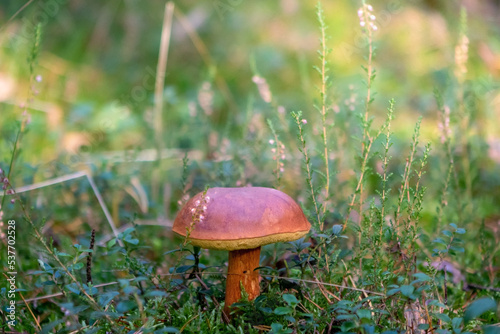 autumn mushroom in the forest © Kamil Krawczyk