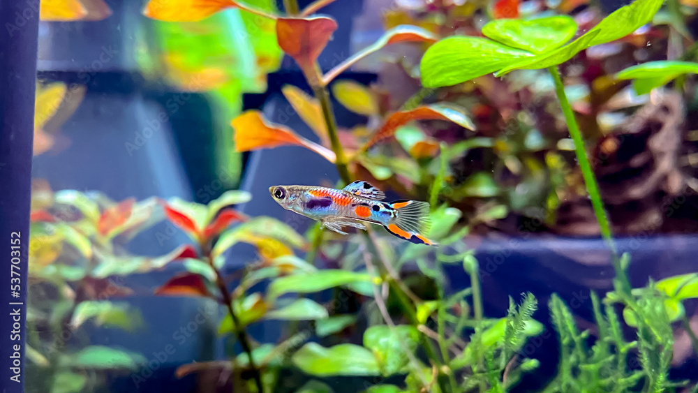 fish in aquarium fish in aquarium