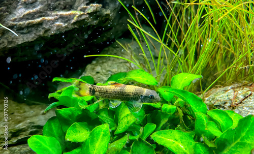 Aquarium fish Garra flavatra - Panda Garra on the  Anubias plant in the green plant aquarium.