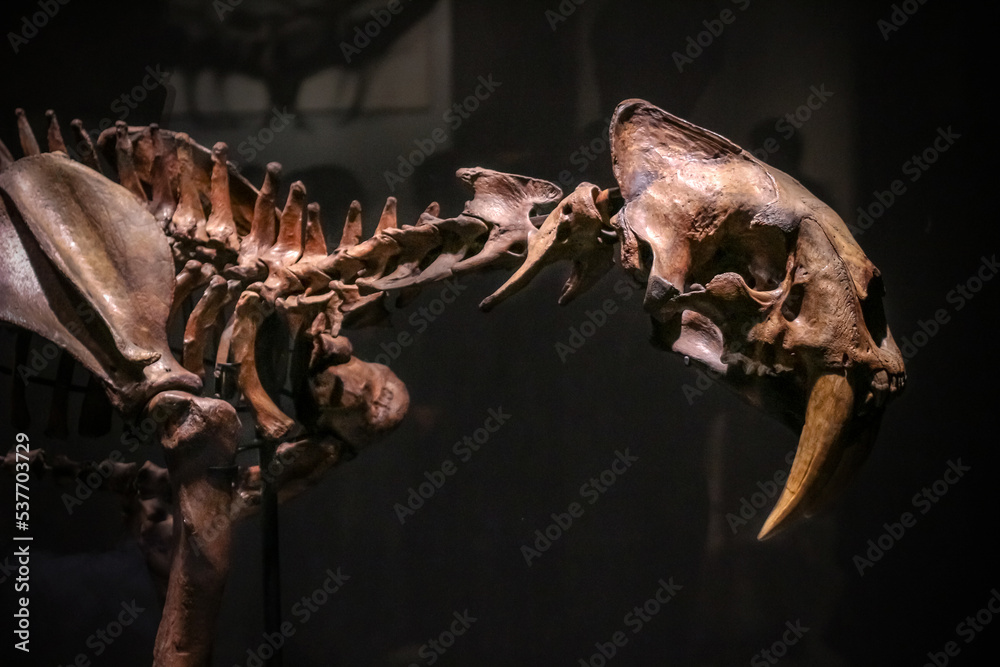 Tokyo, Japan - April 29 2017: Smilodon skeleton fossil known saber ...