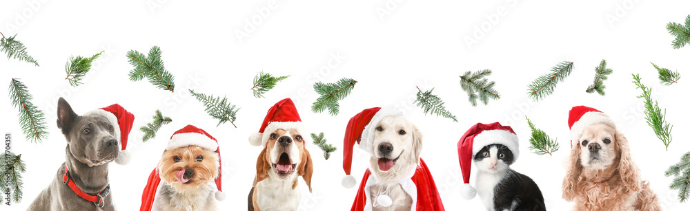 Set of cute animals in Santa hats and Christmas tree branches isolated on white