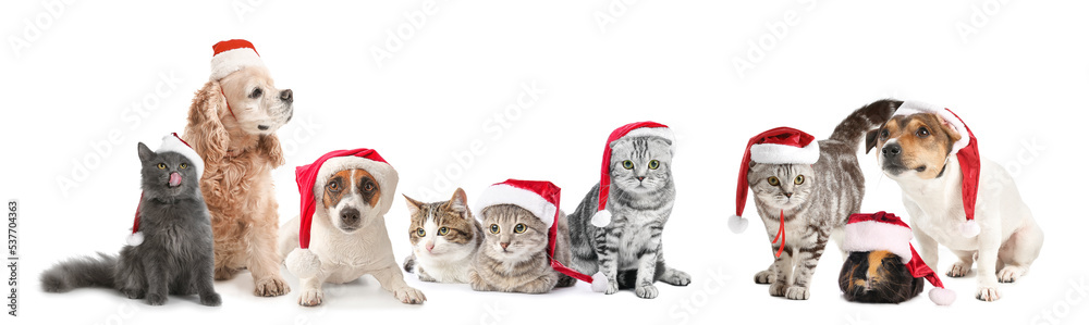 Fototapeta premium Set of cute animals in Santa hats isolated on white