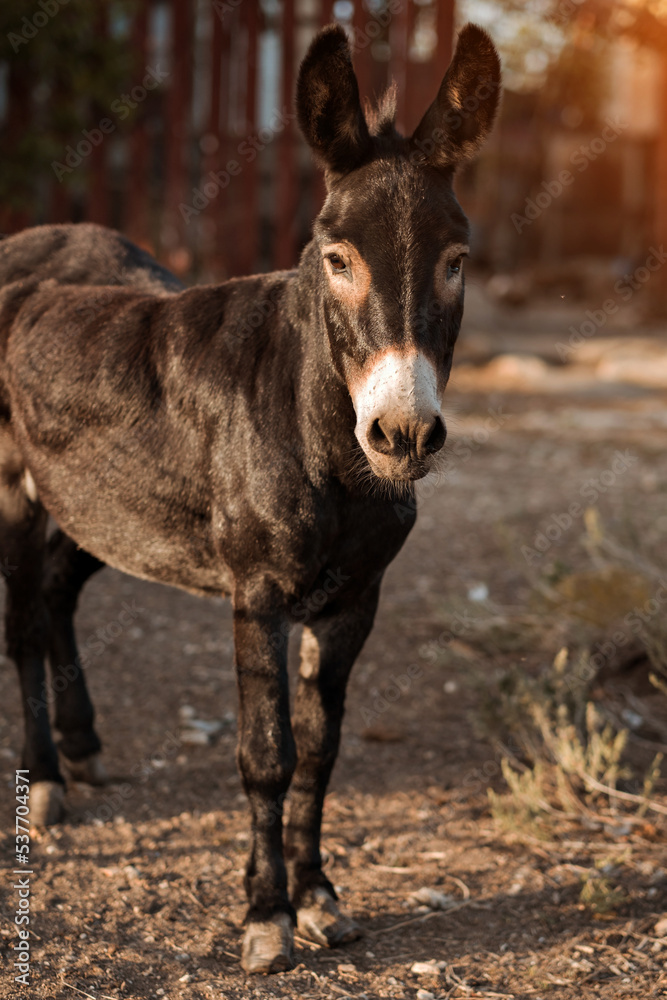 Black donkey stands in the garden and looks into the camera. Agriculture and breeding of artiodactyl animals for work in the field and with grain. Attraction for children in the circus. Black donkey stands in the garden and looks into the camera. Agriculture and breeding of artiodactyl animals for work in the field and with grain. Attraction for children in the circus.