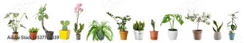 Collection of houseplants in pots on white background