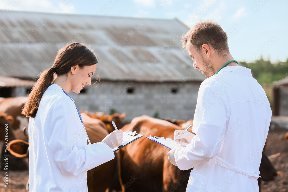 Obraz premium Veterinarians examining cows in paddock on farm