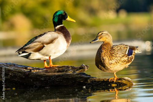 A mallard duck couple sitting on a branch in a little lake not far away from Cologne at a sunny day in autumn.