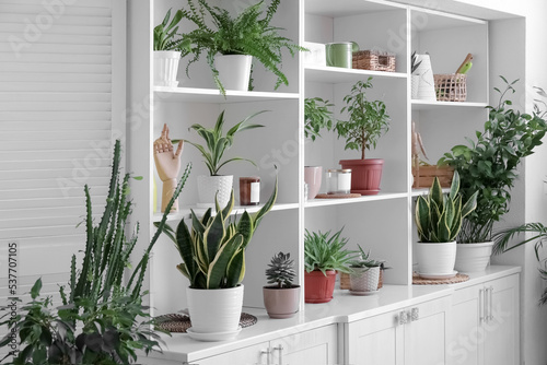 Big shelving unit with different houseplants near light wall
