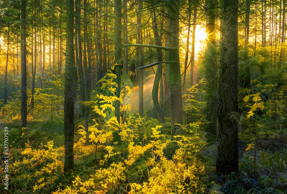 Obraz premium Magical sunset in the forest.